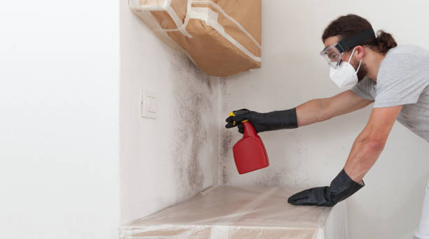 Professional Basement Mold Remediation technician working in Glendale, KY